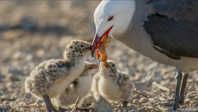 Gran participación en la Semana de Biodiversidad