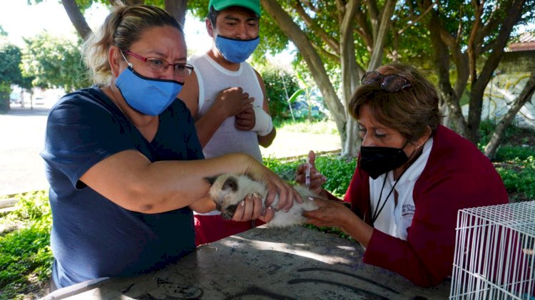 Implementó el gobierno de Jiutepec  campaña de vacunación antirrábica