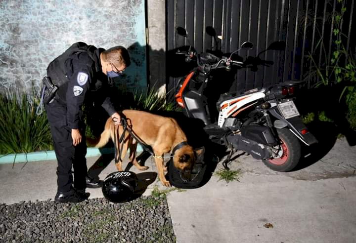 Cuerpos estatales, federales y perros apuntalan seguridad en Cuernavaca