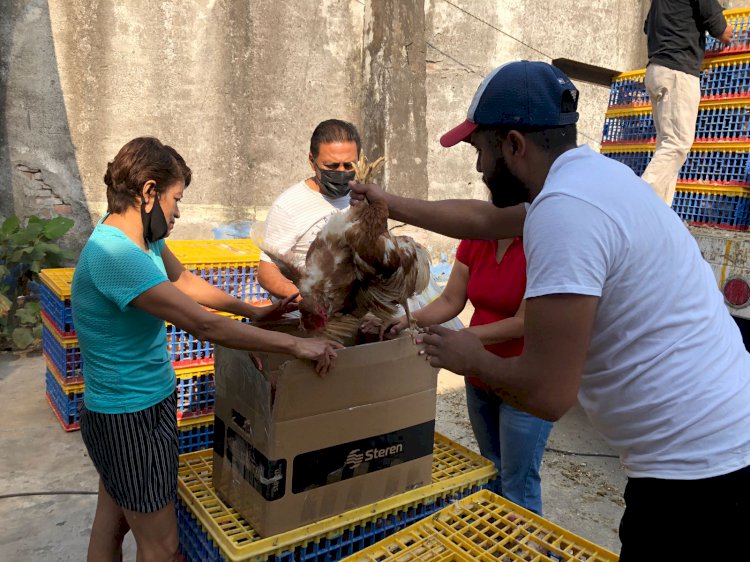 Entregaron en Jojutla mil 400 gallinas de postura de huevo rojo
